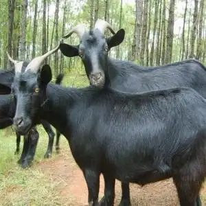 第三届中国重庆大足黑山羊节