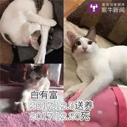 男子相继收养多只猫半年内全部失踪或死去引质疑