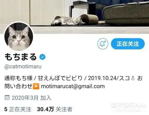 最可爱养成系小猫麻薯丸是如何成为顶流的还打破了世界纪录