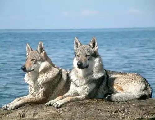 霸气狼系少年头像捷克狼