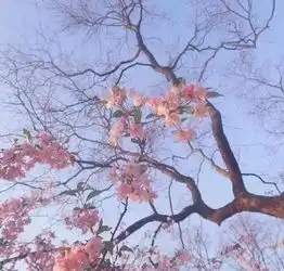 美爆了樱花盛开,合肥人一定要去这里走走