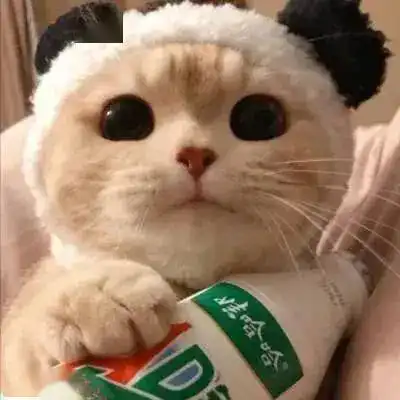 你家的猫有小肚腩吗,这可不是胖哦