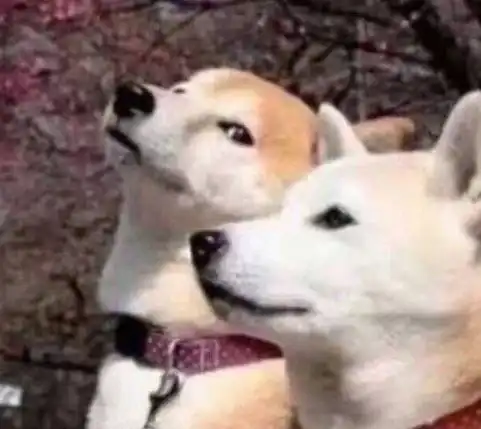 散财童子刘飞儿自述童年经历透露从小到大丢了二十多个手机