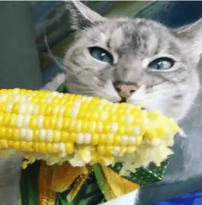 佛系喵从不挑食,蔬菜水果没有不能下嘴的