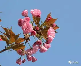 樱你而开,樱你而来五莲中学第二届樱花节,不可错过的樱花烂漫