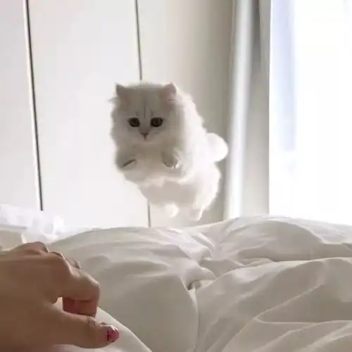 可爱萌系头像