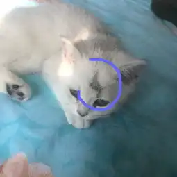 求助猫头上有一个地方秃了是不是猫癣