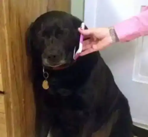 杂谈这些中央戏精学院毕业的狗子,真是一个比一个戏多