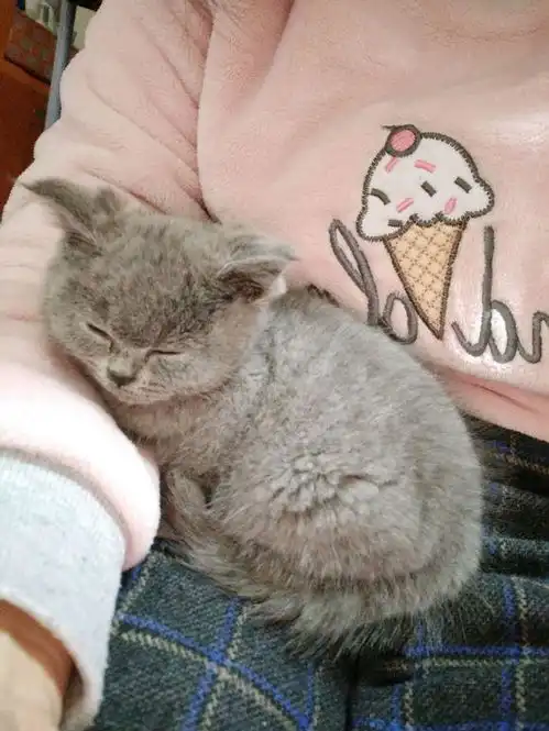 领养无门的情况下,女孩买了一只折耳蓝猫,没过多久噩梦就开始了
