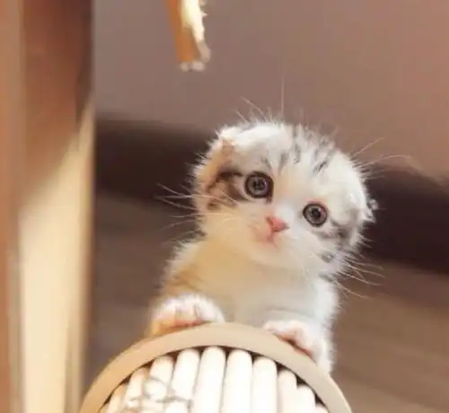 可爱小奶猫头像超萌