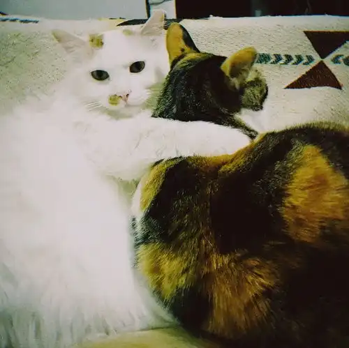 一人两猫求合租求房源1号线10号线