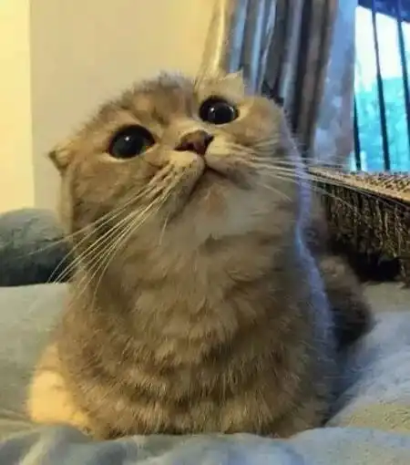 人不如喵系列身价6亿圈粉百万,这些网红宠物萌到犯规