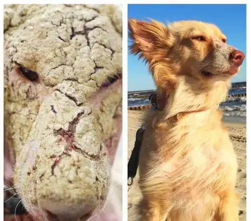 皮肤病流浪狗被人发现时眼神抑郁绝望充满悲伤,现在他这么帅气