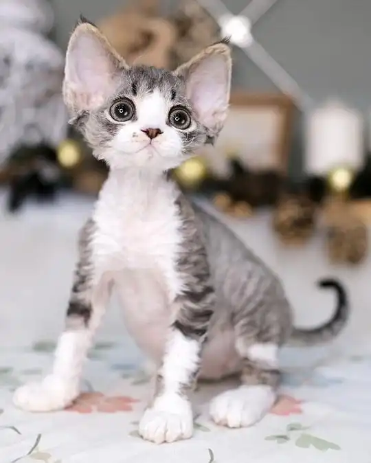 四眼喵叔的相册德文卷毛猫