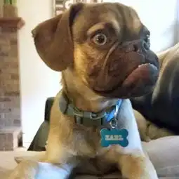 美国不爽狗爆红网络满脸怒气让人捧腹