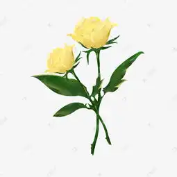 黄色玫瑰花手绘装饰插画素材图片免费下载高清psd千库网图片编号11845775