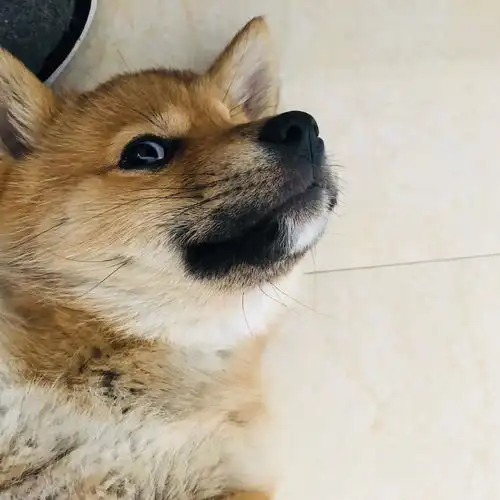 两只幼犬吃饭一只抢另一只食物,分开喂胆子大的就叫,胆小的就不敢吃,吃的很少怎么办