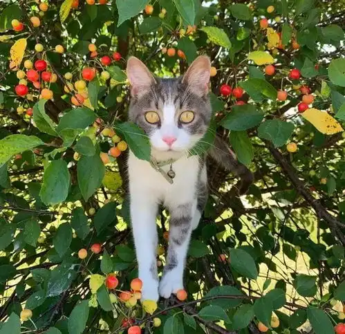 一组温暖可爱的猫咪图片,总有一张能治愈你的心