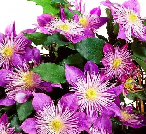 经典款绿色花小头像