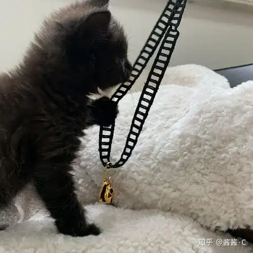 我与元宝哥小猫咪二三事流水账记到宠物店后医生都看不出品种的小猫咪