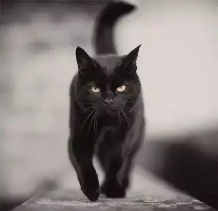 闺蜜头像一人一半拼接黑