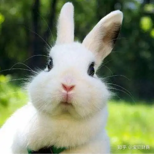 关于赚钱财商故事连载小灰兔和小白兔的故事二