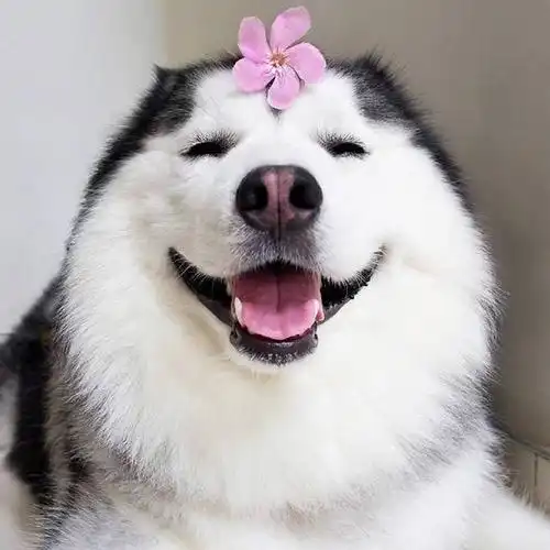 超萌宠物头像