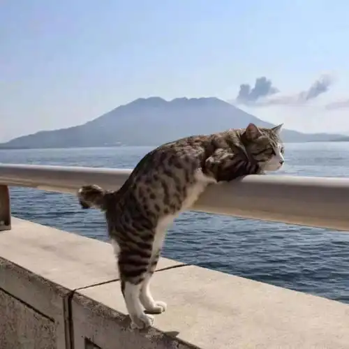 一眼爱上的微信头像