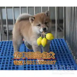 自家繁殖日系柴犬赛级品质纯血统柴犬出售柴犬幼犬多少钱-黄页88网