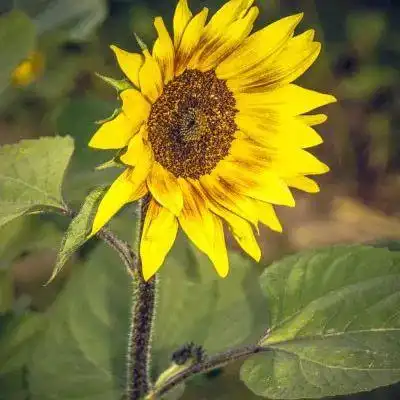 向日葵头像向日葵之所以幸福是因为时刻都微笑着面对阳光