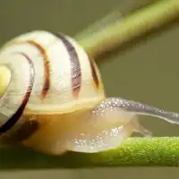 蜗牛个性头像慢悠悠的蜗牛