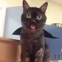 头像小狗或小猫图片大全微信头像图片大全