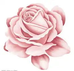 卡通玫瑰花朵图片矢量图免费下载psd格式1730像素编号14081255千图网