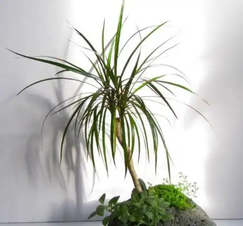 歪果仁最钟情的绿植,居然都是庞然大物