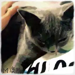 有鹿的微信头像系列图片