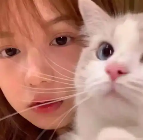 韩系高冷带猫女生头像女