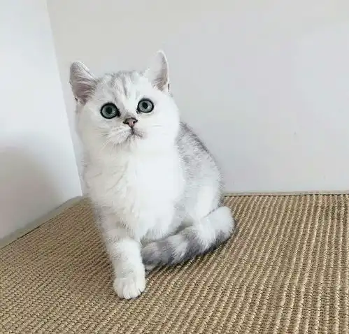 刚刚入手了,银渐层我的银渐层品相如何啊