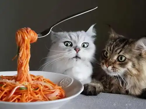 猫咪这几种行为,是偷偷跟你道歉,你竟然还不知道