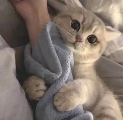 宠物猫咪你喜欢的猫咪都在这里了