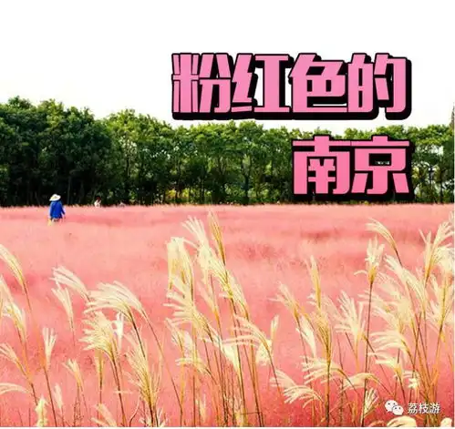 虽然少女心满满的粉红花海下架了,但是南京的美食还在啊