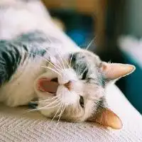 情侣头像一对两张超萌猫头像微信头像图片大全