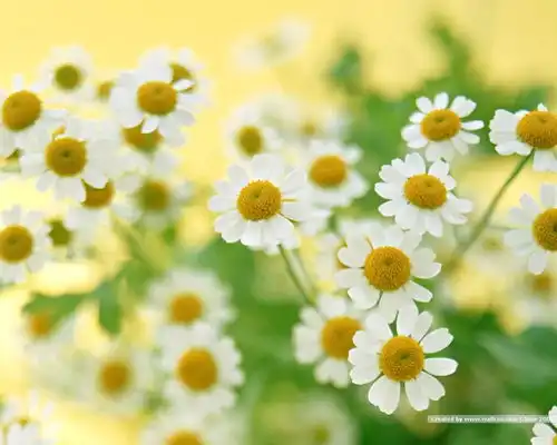 落笔书花,诗意年华