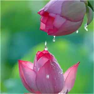 莲花荷花的头像禅意满满宁静以致远静心修心