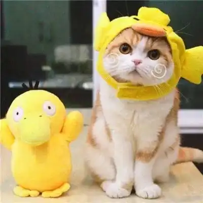 猫大人这高逼格毛发,自己都沉醉了