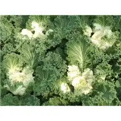 情侣头像浅色系羽衣甘蓝