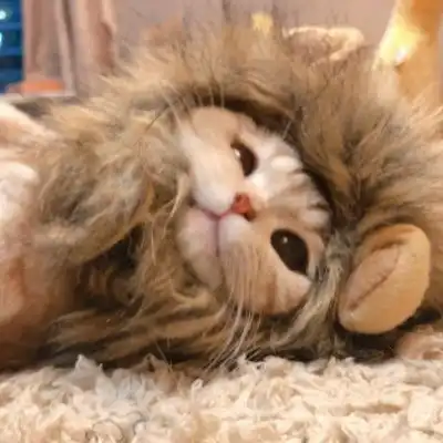 千鹤四人组猫咪开黑头像如期而微信头像我要个性网