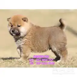 北京哪里卖纯种柴犬幼犬日系柴犬黑色柴犬保健康保纯种-黄页88网