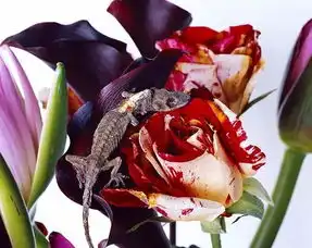 快看荒木经惟花幽展览已于北京798艺术区开幕