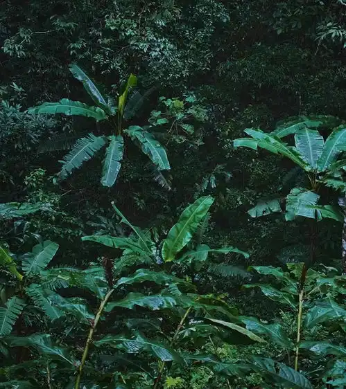 穿越勐远仙境原始热带雨林,感受地球本来的样子