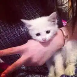 猫系头像双人qq头像